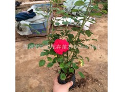 月季花|山东月季|青州月季|大花月季|藤本月季，青州苗木图2