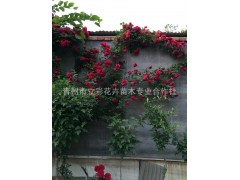 月季花|山东月季|青州月季|大花月季|藤本月季，青州苗木图3
