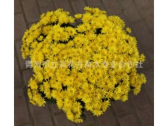 国庆菊，山东菊花 山东国庆菊 青州国庆菊 山东青州国庆菊图2