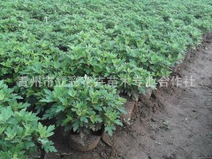 国庆菊，山东菊花 山东国庆菊 青州国庆菊 山东青州国庆菊图3
