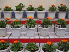 金盏菊_金盏菊价格_金盏菊求购_青州金盏菊价格图2