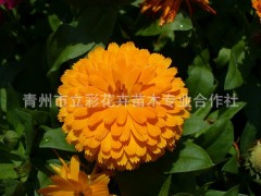 金盏菊_金盏菊价格_金盏菊求购_青州金盏菊价格图3
