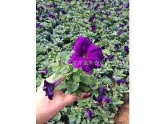 常年供应玫红色矮牵牛 大量批发牵牛花 青州矮牵牛 牵牛花图1