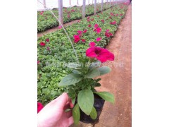 常年供应玫红色矮牵牛 大量批发牵牛花 青州矮牵牛 牵牛花图2