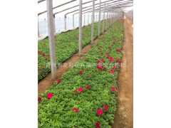 常年供应玫红色矮牵牛 大量批发牵牛花 青州矮牵牛 牵牛花图3