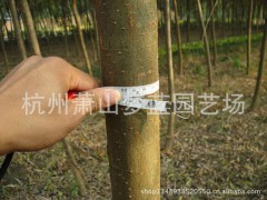 垂柳 青皮垂柳 黄皮垂柳 青皮柳 黄皮柳，萧山苗木价格图1