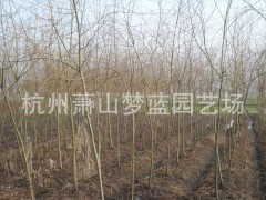 垂柳 青皮垂柳 黄皮垂柳 青皮柳 黄皮柳，萧山苗木价格图3