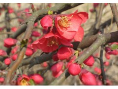 铁杆海棠 全国最低价 量最大 绿化工程苗 园林 苗圃图1