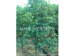 桂花 苗木批发 大量萧山苗木 园艺 杭州市政园林图2
