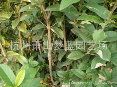 桂花 苗木批发 大量萧山苗木 园艺 杭州市政园林图3