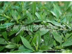 小叶栀子 园林 绿化苗木 苗圃 园艺 园林公司 萧山苗木批发图1