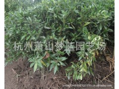 小叶栀子 园林 绿化苗木 苗圃 园艺 园林公司 萧山苗木批发图2