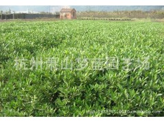 小叶栀子 园林 绿化苗木 苗圃 园艺 园林公司 萧山苗木批发图3