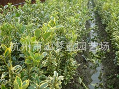 金边黄杨萧山梦兰园艺园林公司 杭州金边黄杨价格图2