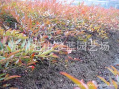 南天竹 园林 绿化苗木 苗圃 园艺 园林公司 苗木批发图1