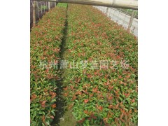 南天竹 园林 绿化苗木 苗圃 园艺 园林公司 苗木批发图2
