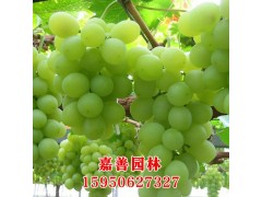 基地批发青提葡萄苗 挂果多 提子苗 无核葡萄 别墅果树图1