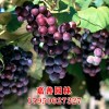 批发 夏黑葡萄苗 新品种 无核无籽 甘甜多汁 包成活 2年苗