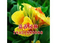 美人蕉小苗图1