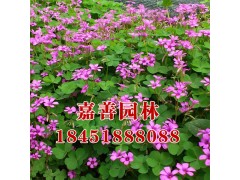 红花醡浆草图2
