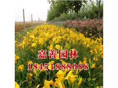 金娃娃大花萱草图1