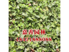 常春藤床苗图1
