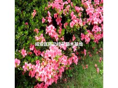 杜鹃花图1