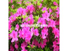 杜鹃花图2