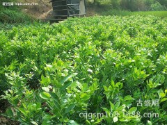 出售优质良种葡萄树苗 江津花椒 江津苗木 种植 果树苗图1