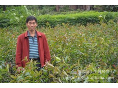 江津供应苗木 天竺桂，重庆苗木，重庆天竺桂种植基地图1