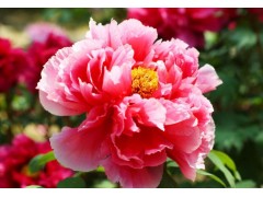 牡丹|牡丹苗|菏泽牡丹|菏泽百花牡丹苗木合作社图1