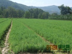 东北苗木网 - 辽宁苗木,吉林苗木,黑龙江苗木,东北苗木价格图1