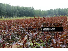 全红梨,奥红一号,梨树新品种,梨树苗,红梨,红皮梨,红色梨图1