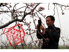 全红梨,奥红一号,梨树新品种,梨树苗,红梨,红皮梨,红色梨图2