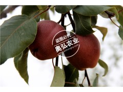 全红梨,奥红一号,梨树新品种,梨树苗,红梨,红皮梨,红色梨图3