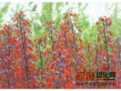 中华红叶杨图2