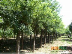 山东潍坊国槐-潍坊刺槐+潍坊银杏+潍坊白蜡+潍坊法桐图1