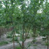 稠李山樱树，8cm-12cm二米定杆,现货供应