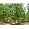 丹东银杏树（2-3年）苗，数量五百万课，及各规格银杏树