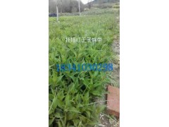 新疆红王子锦带|甘肃四季玫瑰|宁夏红叶李|内蒙古金叶榆图2