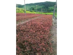 新疆红王子锦带|甘肃四季玫瑰|宁夏红叶李|内蒙古金叶榆图3