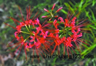 彼岸花