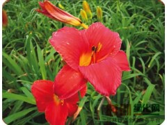 供应：唐菖蒲、红宝石萱草、金娃娃萱草、天人菊、蛇鞭菊图1