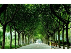 山东法桐网-今日法桐价格行情_速生法桐价格走势图1
