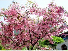 紫叶紫花海棠，紫叶紫花海棠小苗价格，盈一五彩花木场图1