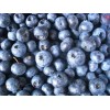 蓝莓苗木价格，均采用优良蓝莓品种，