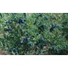 蓝靛果苗 蓝靛果 -黑莓苗价格|黑树莓苗价格|黑加仑苗价格