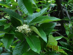 水榆花楸_水榆花楸价格，陈希平：13843329968图1
