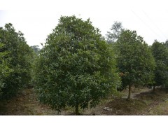 桂花-桂花树种植技术|桂花树价格表13939681503图1