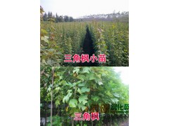 三角枫价格、五角枫价格，闫玉林13943258233图1